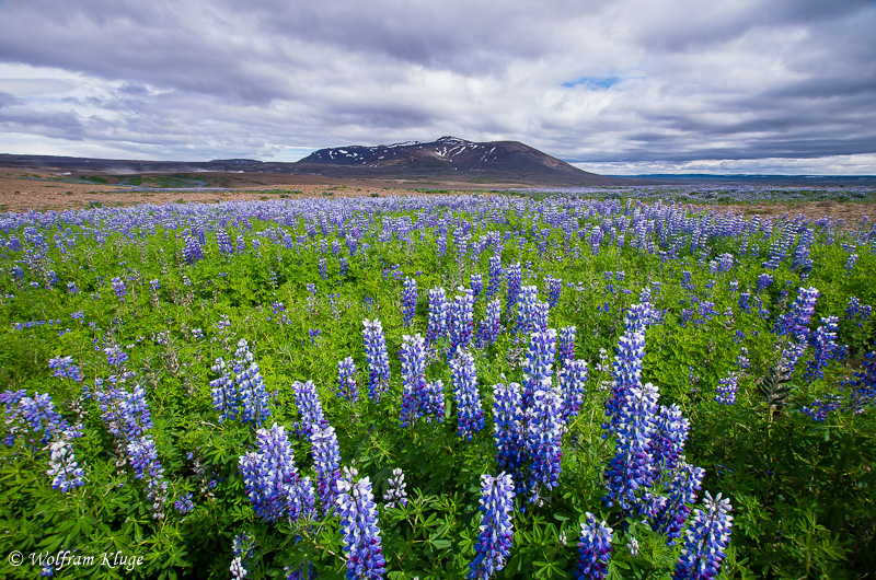 Lupinen im Hochland, Island