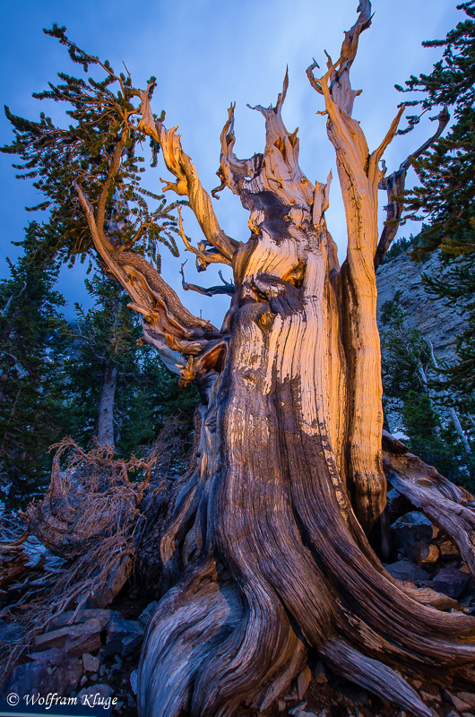 Great Basin NP