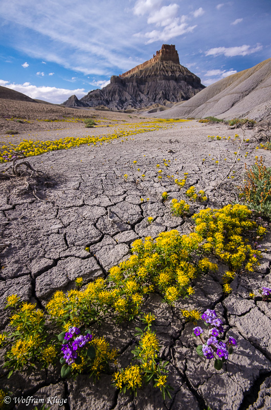 Factory Butte dessert in bloom