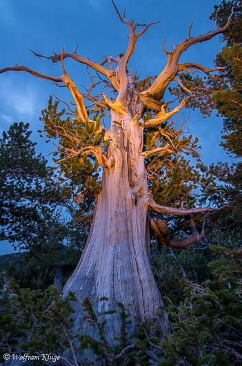 Bristlecone Pine