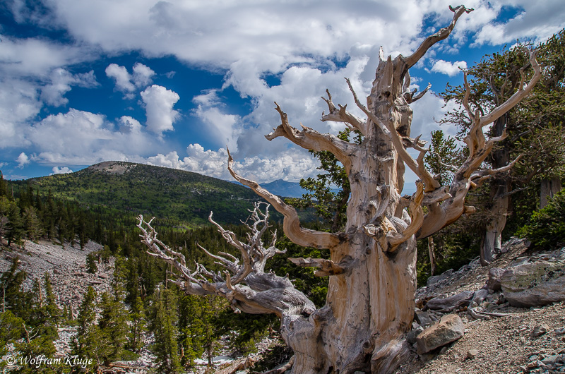 Bristlecone Pine