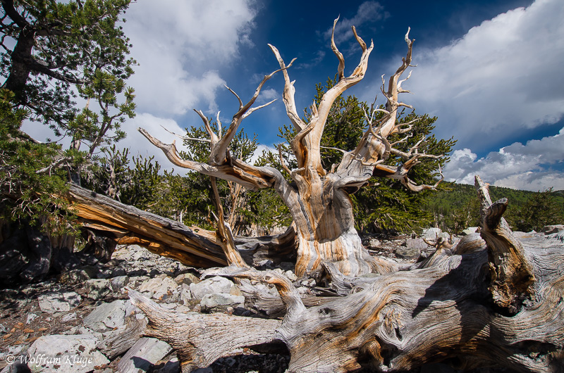 Bristlecone Pine