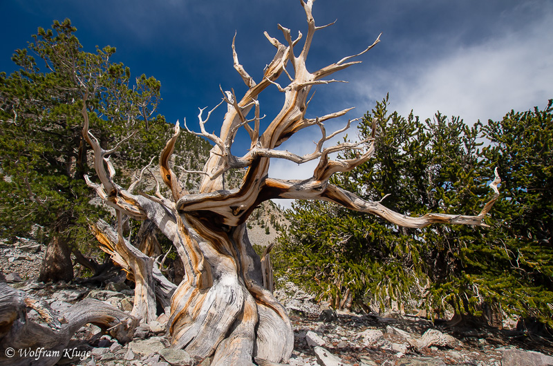 Bristlecone Pine