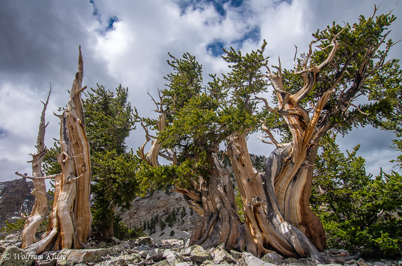 Bristlecone Pines