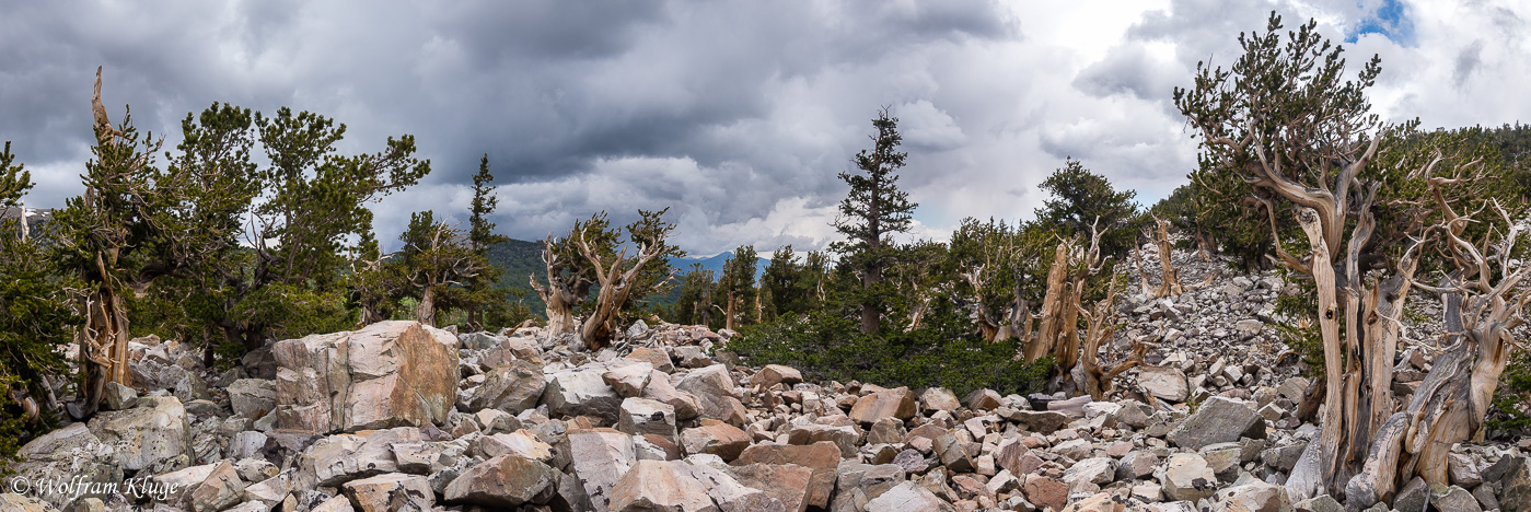 Bristlecone Pines