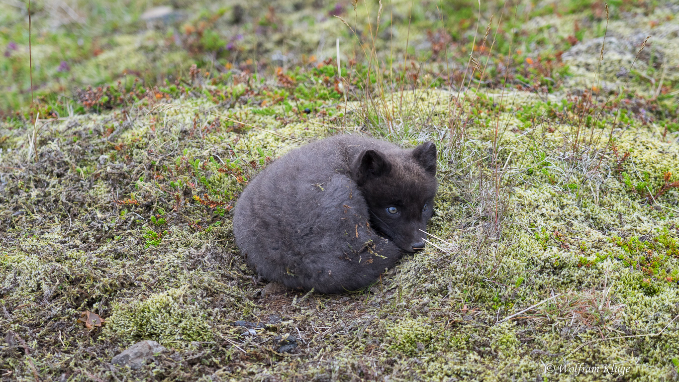 Polarfuchs